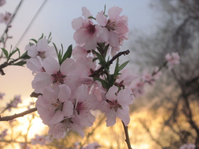 Cherry blossoms, sunset
