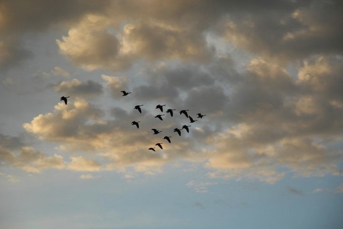 geese fly south